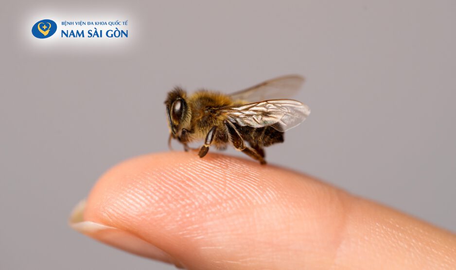 ONG VÒ VẼ CHÍCH NGUY HIỂM THẾ NÀO?