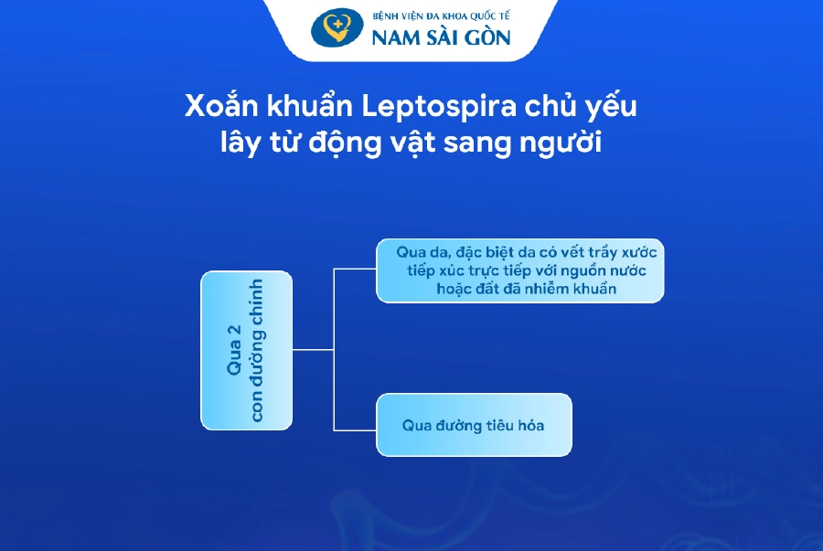 XOẮN KHUẨN LEPTOSPIRA LÀ GÌ? NHỮNG ĐIỀU CẦN BIẾT
