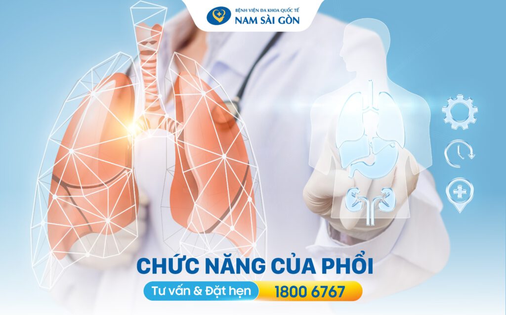 hình ảnh xquang xơ phổi Chức năng của phổi