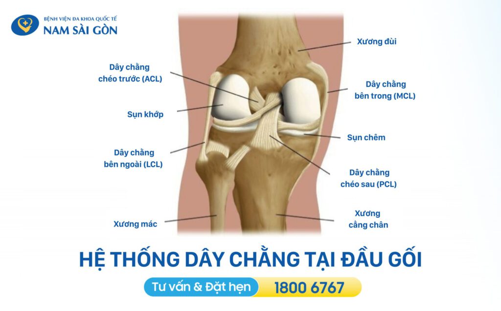 cấu tạo dây chằng gối