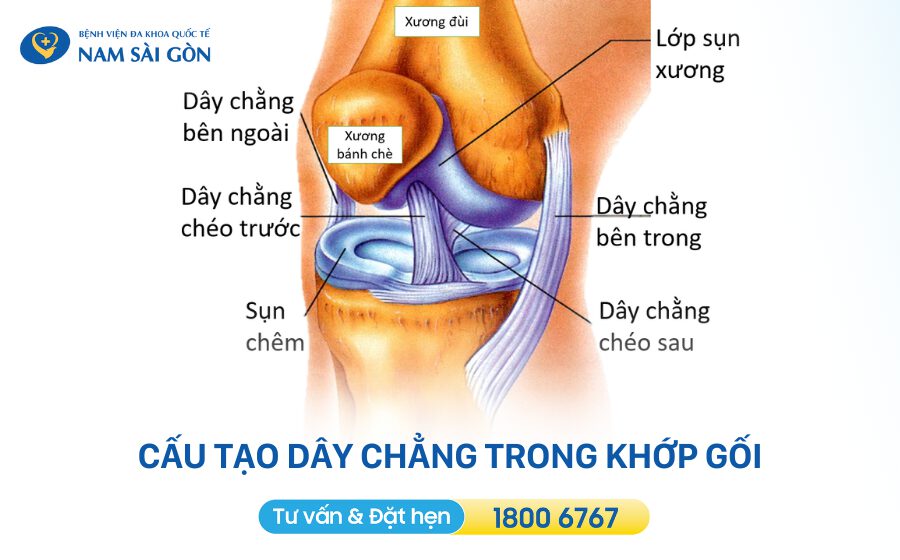 cấu tạo đứt dây chằng đầu gối
